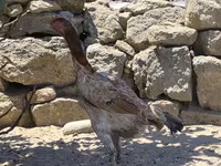 Chickens — photo 2