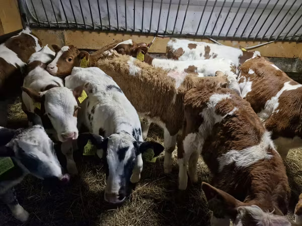 ثور, Simmental cattle