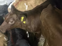 İribuynuzlu mal-qara (partiya, cinsi göstərilməyib), Simmental cattle — foto 3