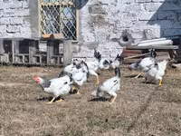Chickens — Foto 2