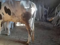Buğa, Russian Black pied cattle — foto 3