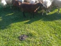 Sheep, Sheep — photo 1
