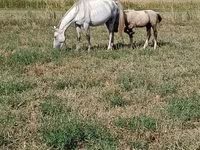 Kobyła, Percheron — zdjęcie 3