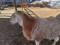 Qoç, Arashan sheep — foto 5