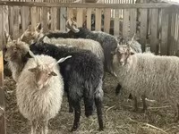 Carnero, Racka sheep — foto 3