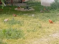 Chickens — photo 7