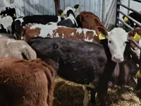 Cow, Limousin cow — photo 8