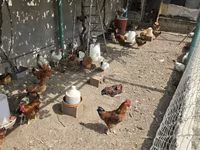 Chickens — foto 1