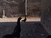 Chickens — 照片 1