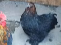 Chickens — Foto 1