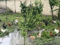 Chickens — photo 4