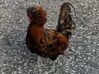 Chickens — الصورة 3