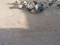 Chickens — photo 3