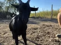 Эчки теке, Голландия ландрас — сүрөт 1