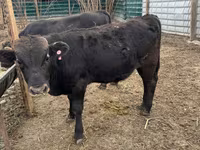 Bulle, Swiss cattle — Foto 6