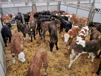 Bovinos (lote, sexo no especificado), Raza Holstein — foto 1