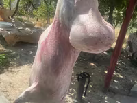 Carnero, Ovejas — foto 3