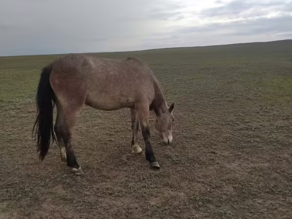 母马, Horses