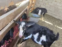 Billy Goat, Alpine goat — photo 1