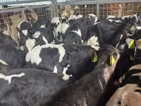 Toro, Ganado vacuno — foto 2
