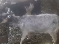 Goat, Goats — photo 4