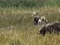 Qoyun, Romanov sheep — foto 2