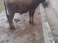 公牛, Cattle — 照片 5