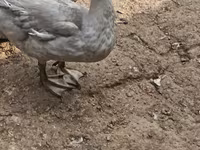 Ducks — Foto 3