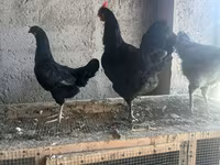 Chickens — foto 3