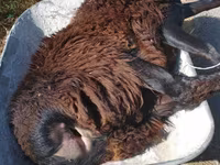 Qoç, Edilbay sheep — foto 3