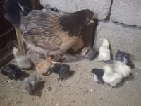 Chickens — फ़ोटो 2