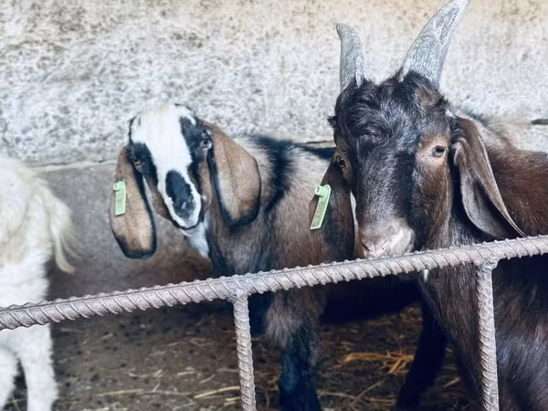 Bode, Nubian Goat