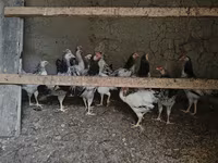 Chickens — photo 2