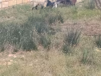 Goats (batch, sex not specified), Goats — photo 3