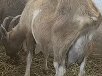 बकरियाँ (लॉट, लिंग निर्दिष्ट नहीं), Alpine goat — फ़ोटो 4