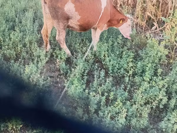 İnək, Simmental cattle
