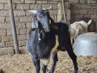 Billy Goat, Goats — photo 2
