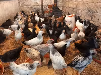 Chickens — photo 6