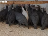 Guinea fowl — 照片 1