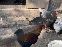 Marans — 4-rasm