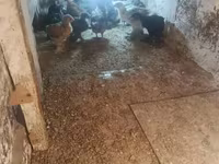 براهما — الصورة 1
