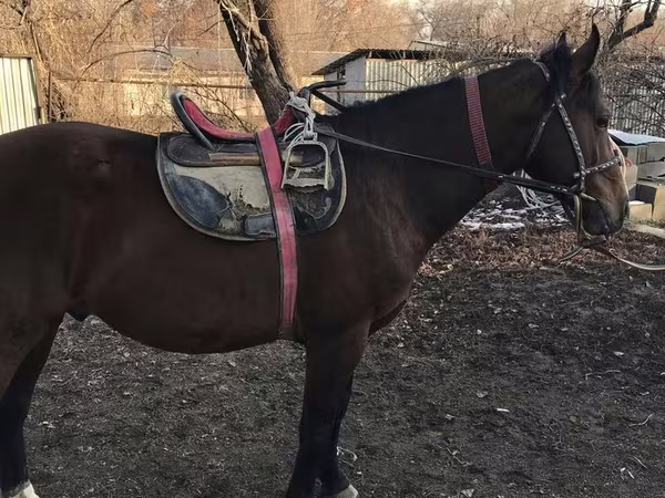 Caballo, Caballos