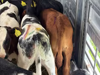 Bovinos (lote, sexo no especificado), Simmental cattle — foto 5