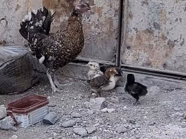 Chickens — Azerbaijan