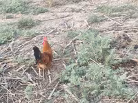 Chickens — फ़ोटो 7