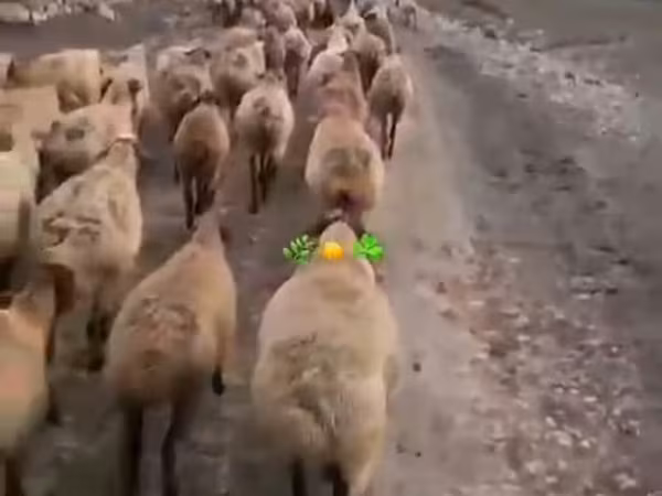 Qoç, Daglıс sheep