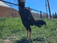 Chickens — Foto 2