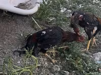 Chickens — foto 6