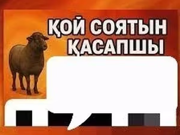 Baran, Owce