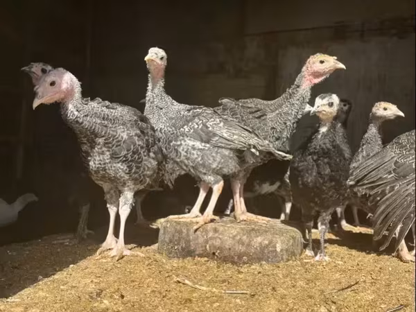 Turkeys